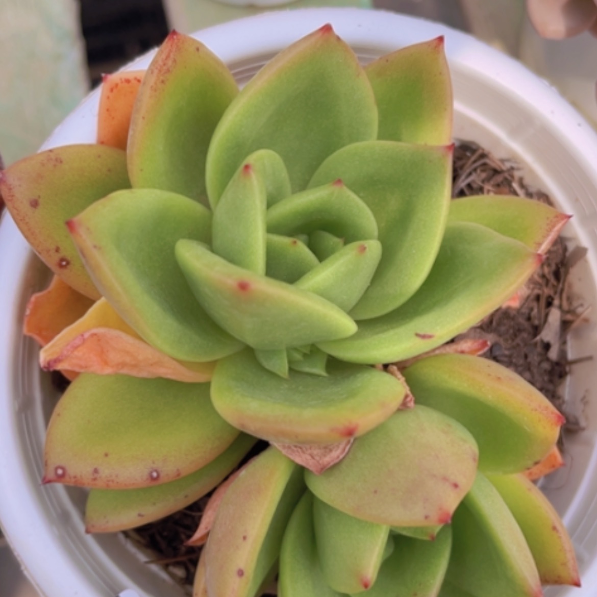 【闪购商品】翠花24125
