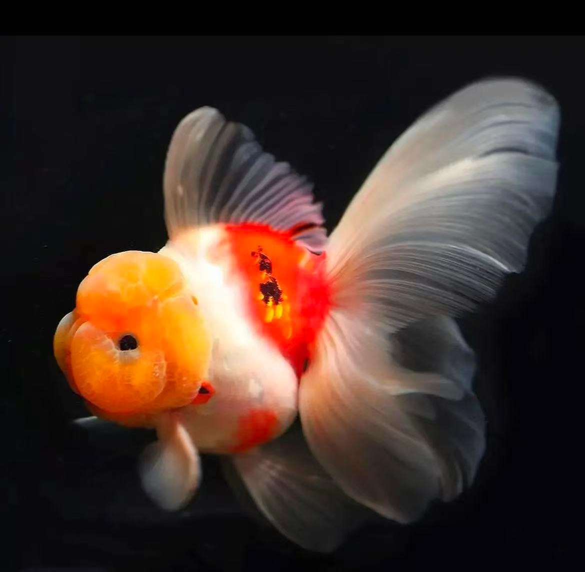 原塘金鱼 观赏鱼 泰狮 冷水鱼 宠物鱼