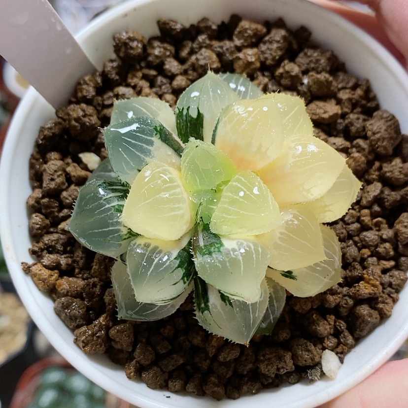 【闪购商品】35糯玉露锦