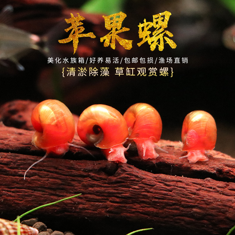 【苹果螺】观赏鱼除藻螺苹果螺观赏螺蜗牛除苔清理残食清洁螺