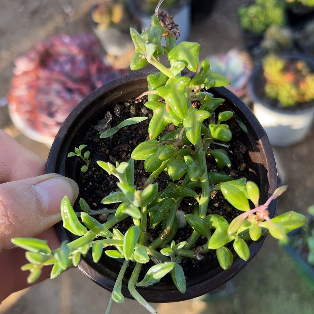 海豚耳朵植物植物中央音乐学院