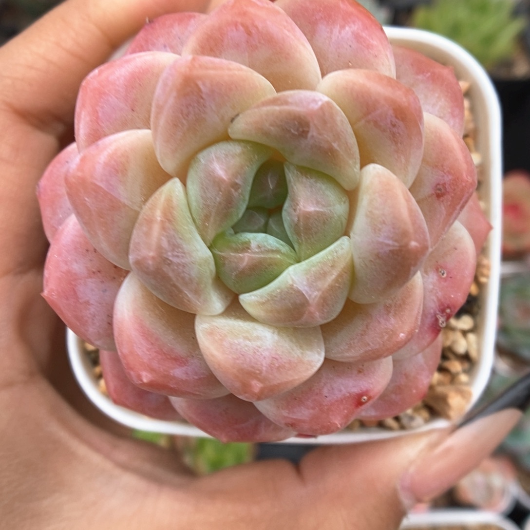 糖心粉魄854号。     
