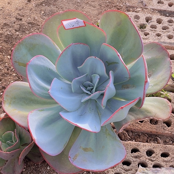 布鲁克林的蓝15杠39号叶片瑕疵