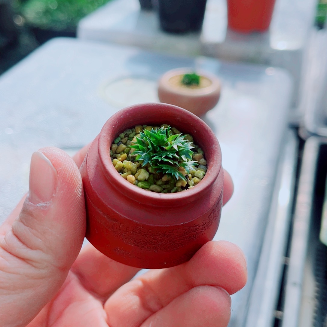 饮***源无花朵小川饮水思源88888888888