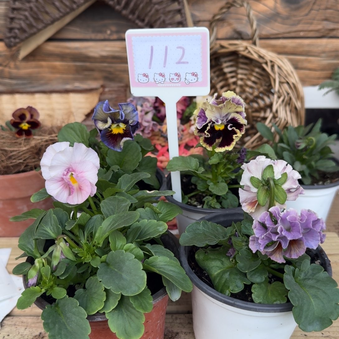 无花朵1205 抖音112组4棵