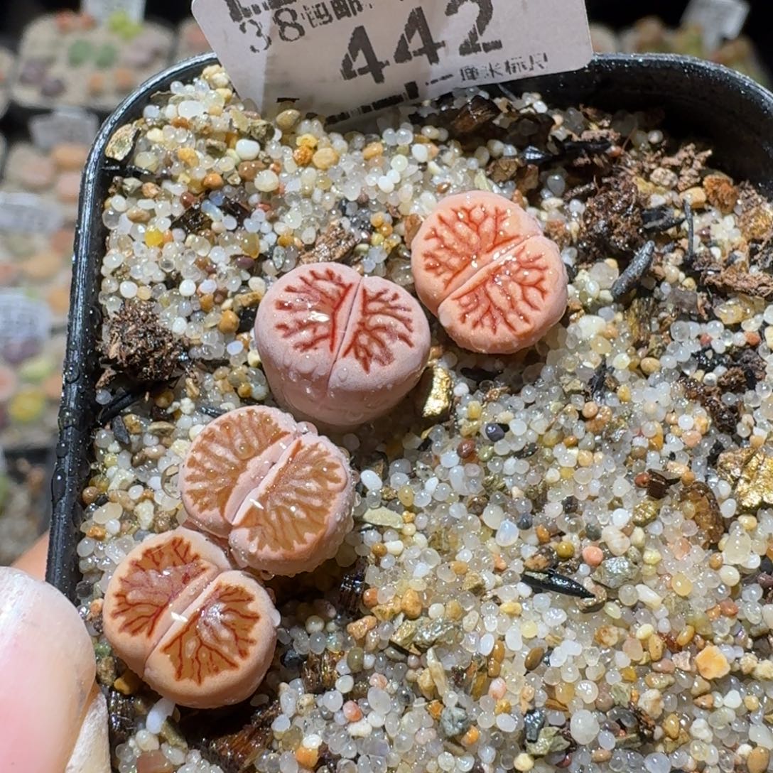 Sss清仓便宜出442