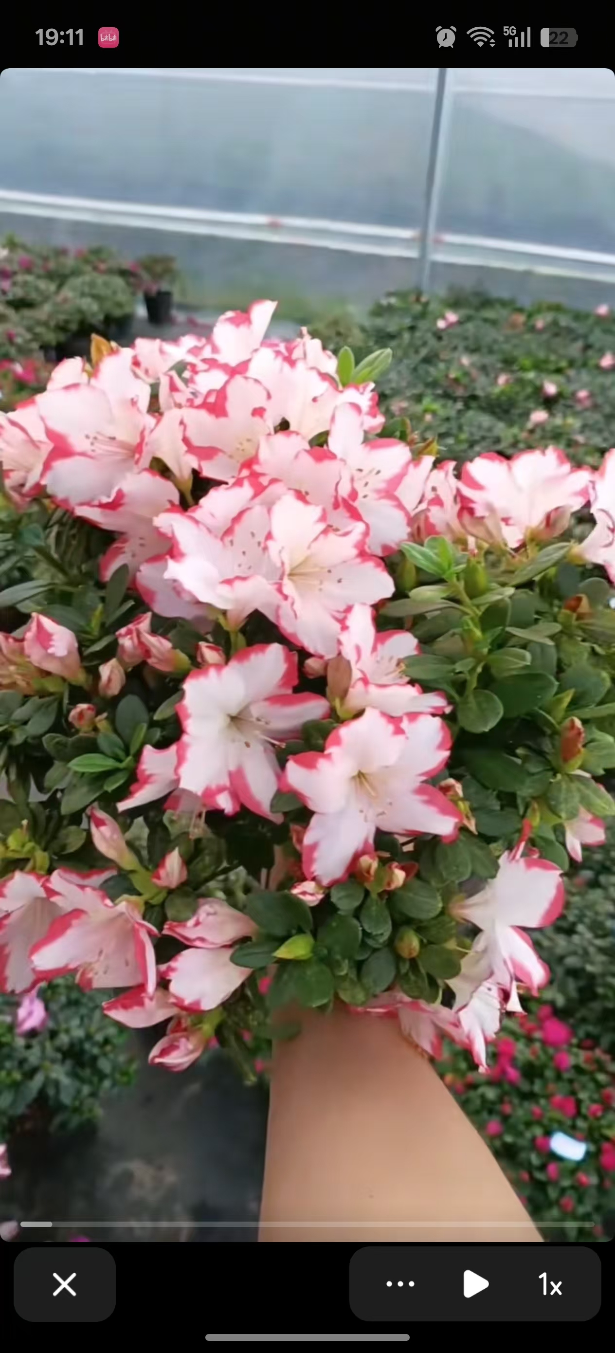 彩钻杜鹃花盆栽带花苞四季开花室内外阳台办公室绿植花卉客厅