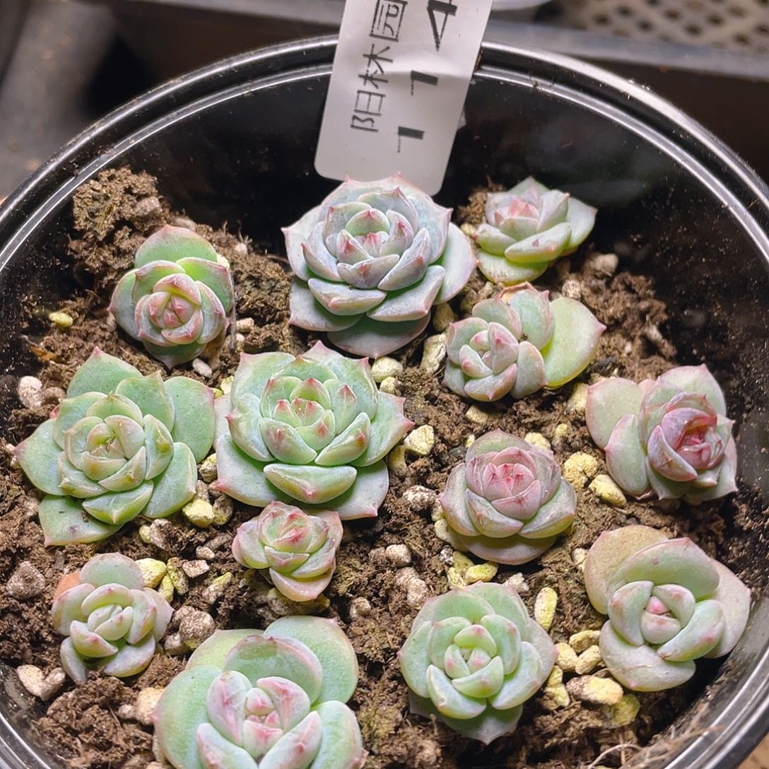 多肉植物多肉植物1148