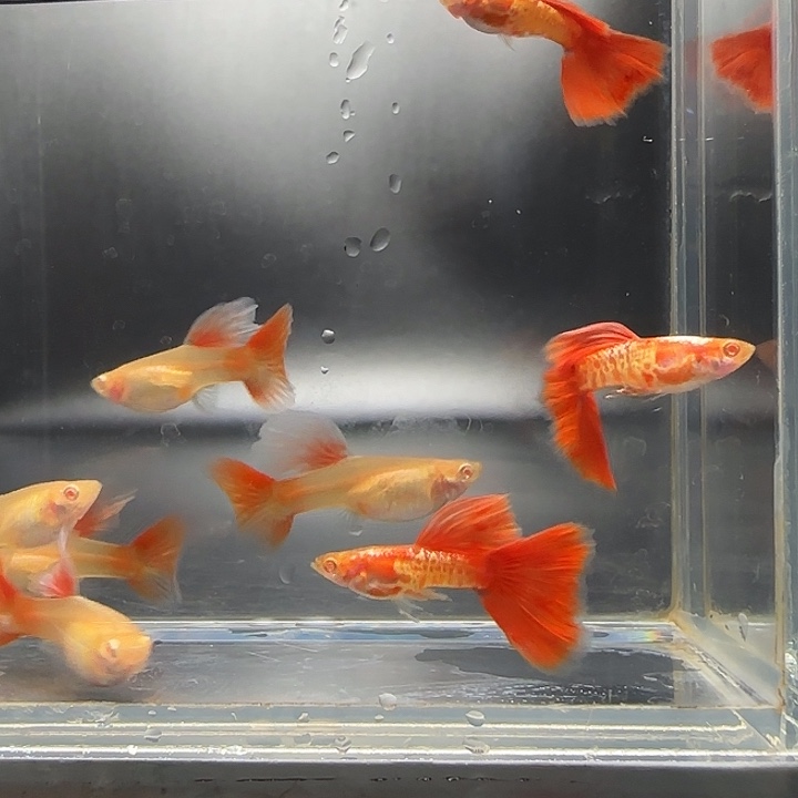 满***陈孔雀鱼黄金甲3对送2母