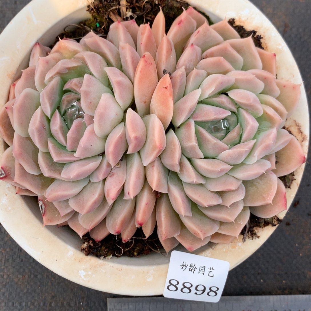 8898杂交多肉老桩