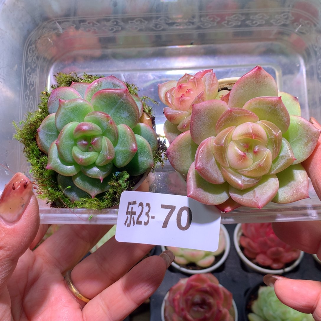 乐然23-70 框拍2颗 