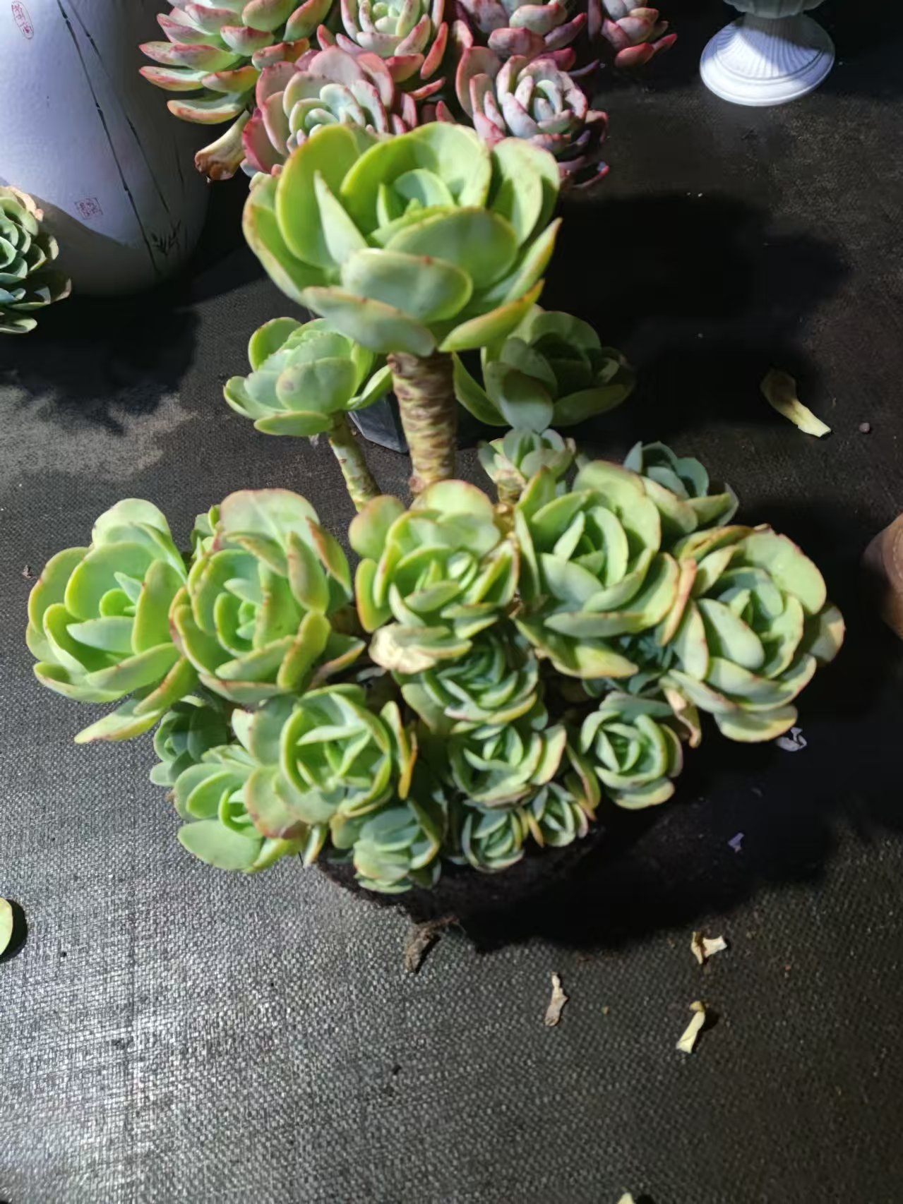 精品多肉  骑兵碧桃