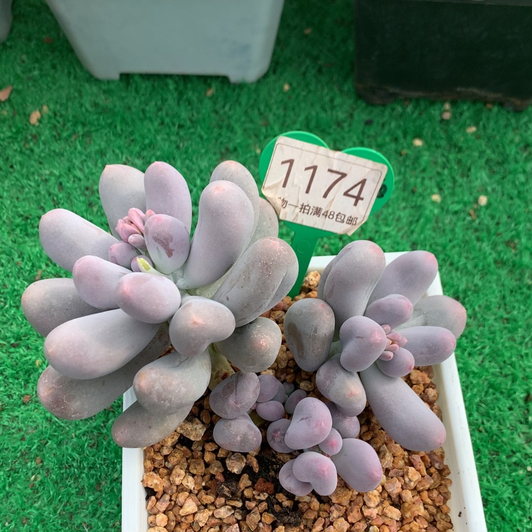 米可奶无砍老桩1174