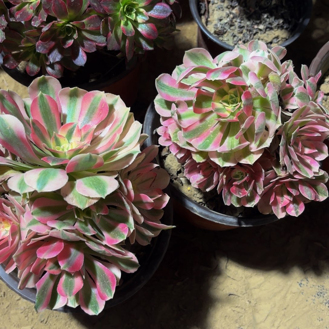 七彩女巫两颗9.9法师木质