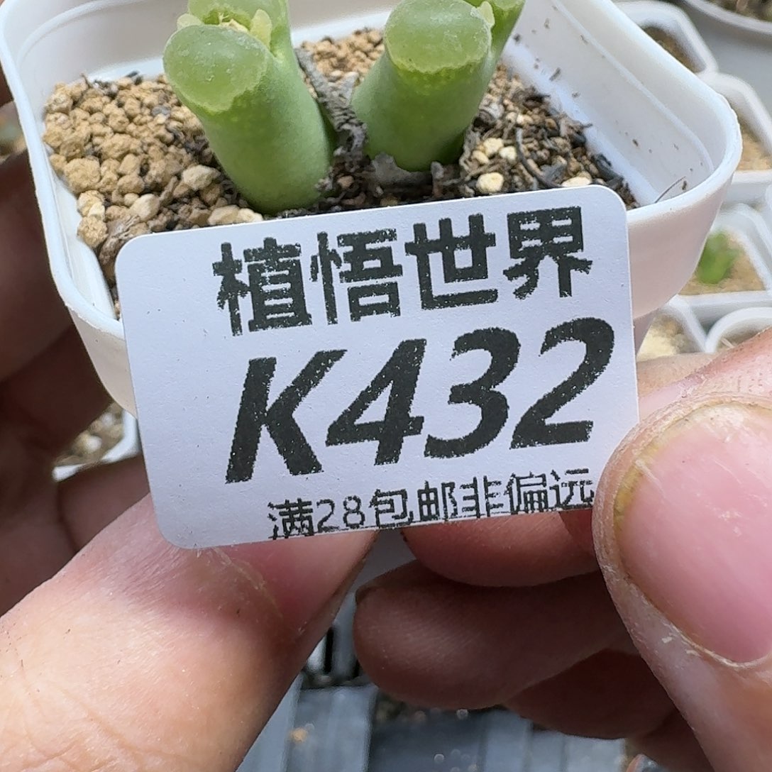 多多肉植物的润泽ghn