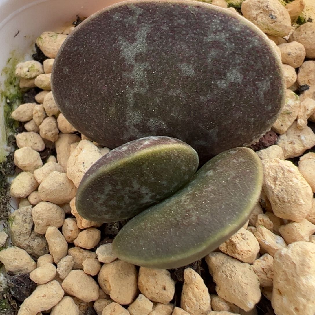 满斑花蛋多肉植物水泡