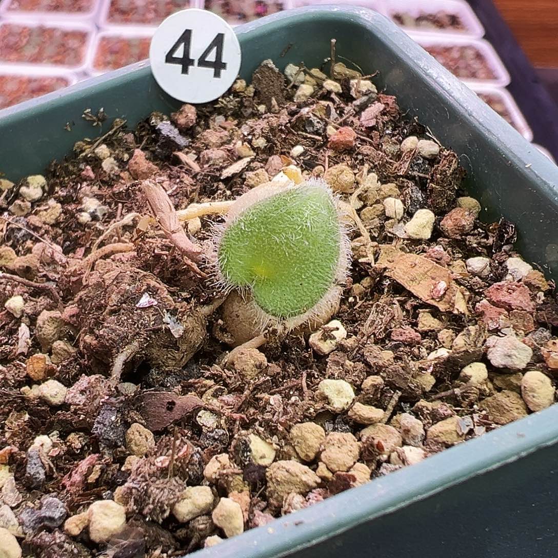 44号毛叶爱心福利特……