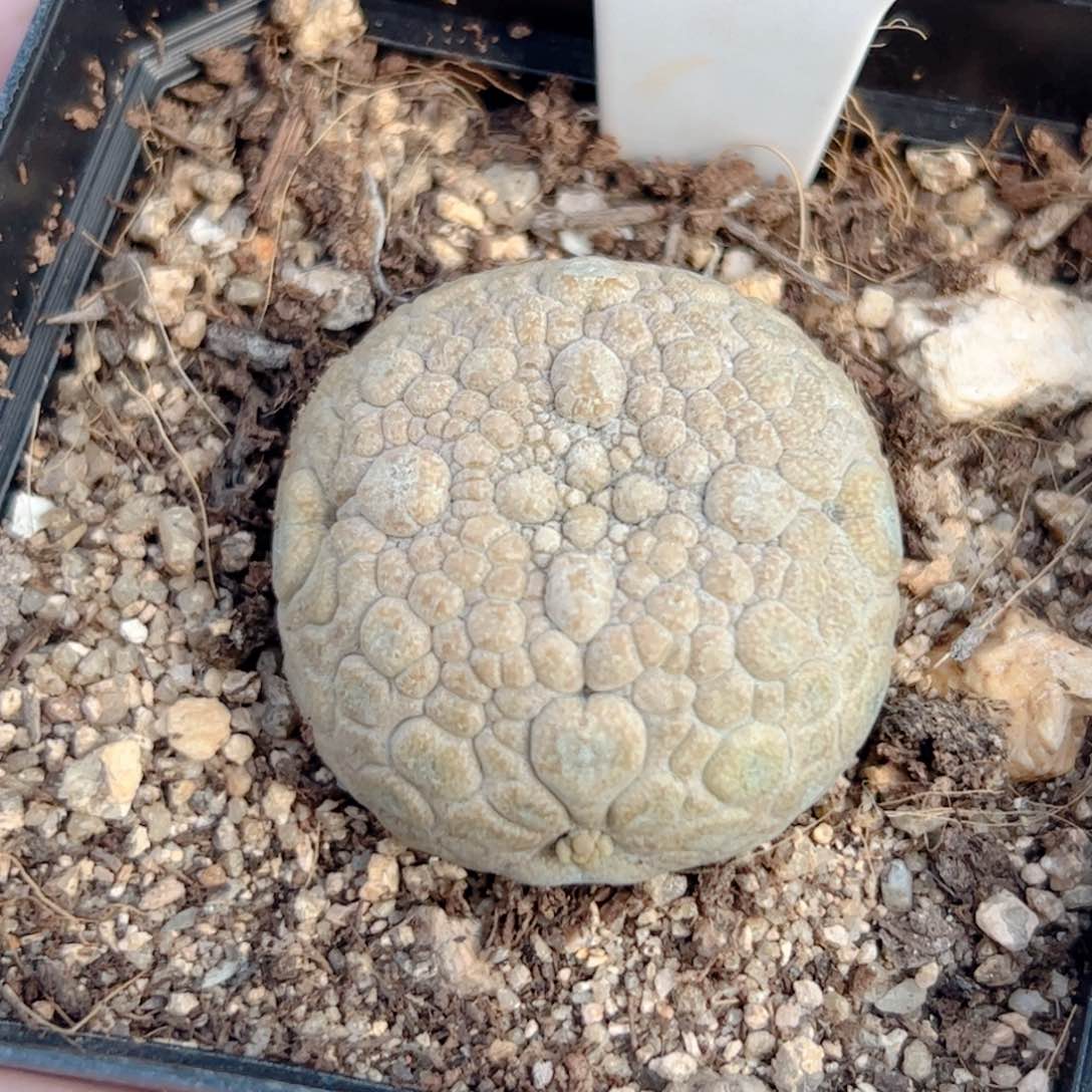 实生 凝蹄玉3.5厘米