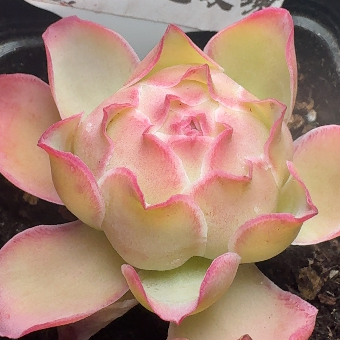 楹楹-361-冠幅  5cm