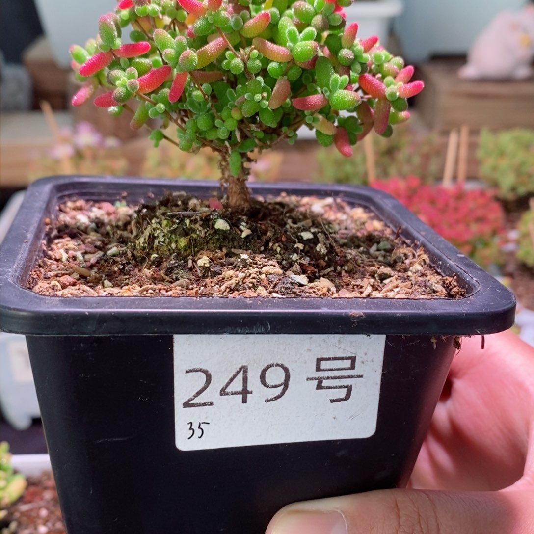 蜜橘带盆土发货一物一拍