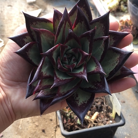 多肉植物组合盆栽