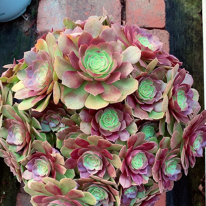 红心万圣节啊啊啊啊啊