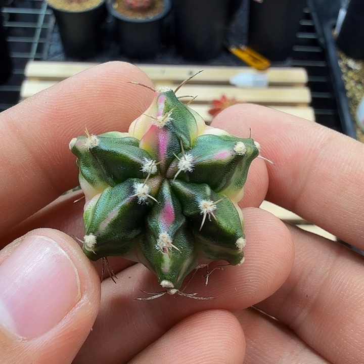 当前无花朵，栽培后可花朵