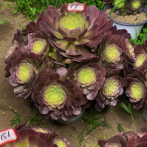 ꧁****雨荷轮回捧花法师11号链接