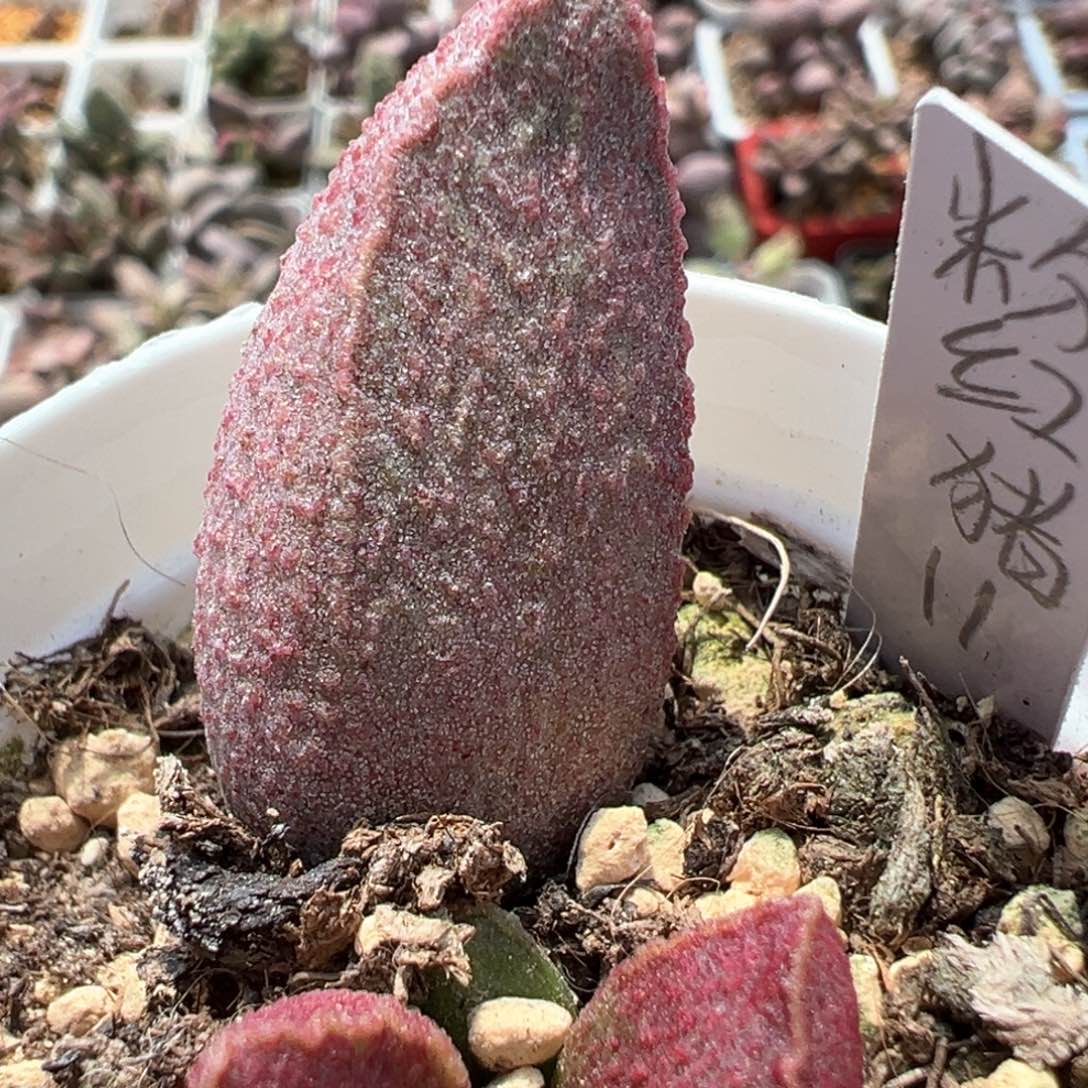 粉红猪多肉植物水泡