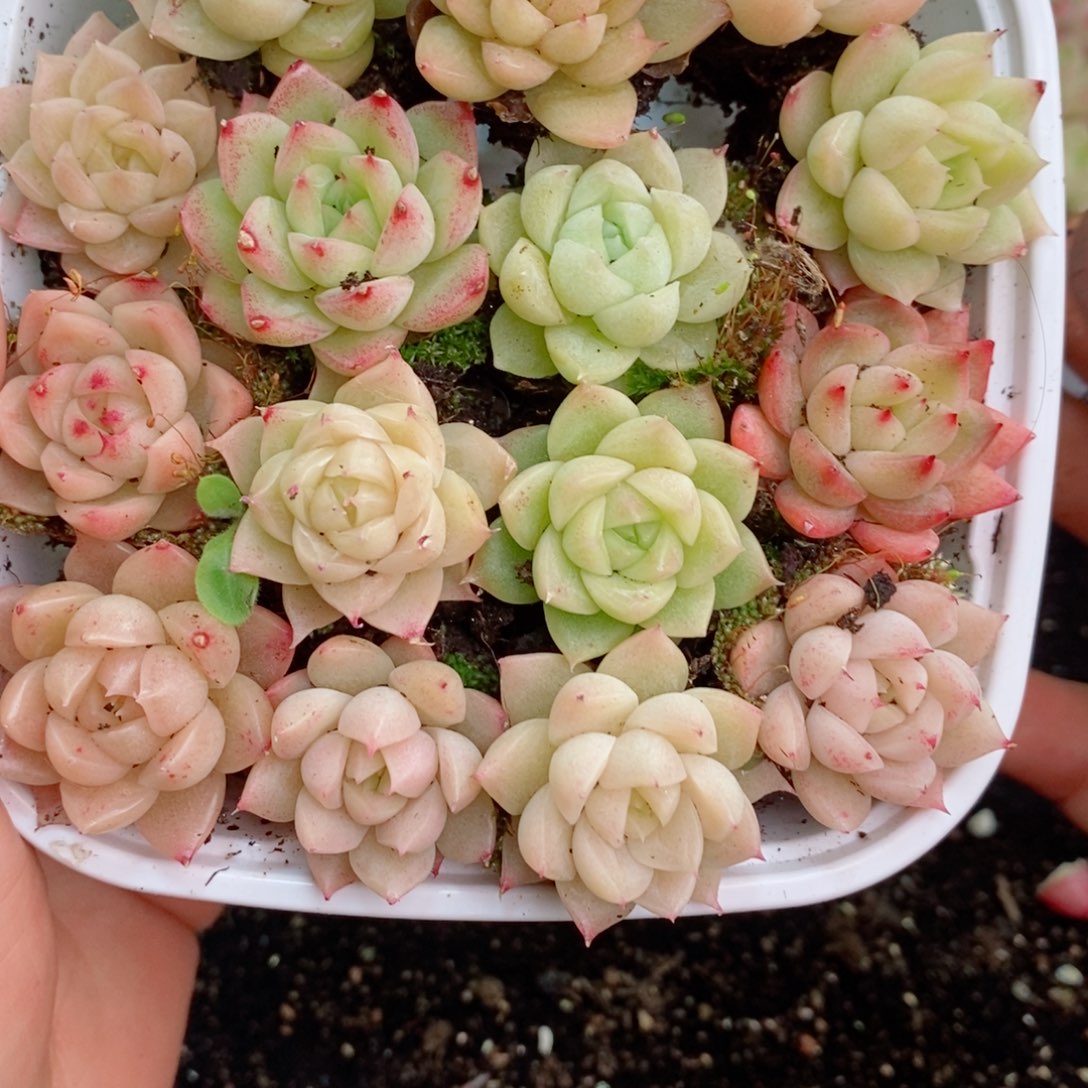 1-972新疆西藏内蒙不发12.8包邮2-3公分多肉