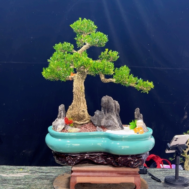 科***界无花朵广东皱皮雀舌黄杨