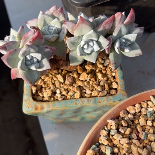 流丹白豪野砍～一物一拍7421多肉