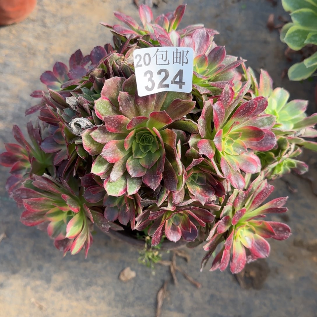 安娜324满20包邮断枝不包