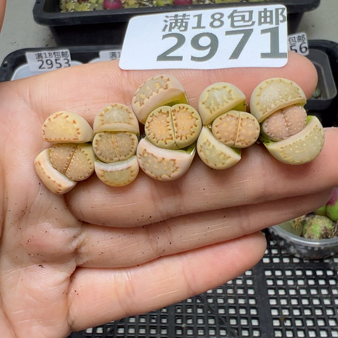 【闪购商品】2971……