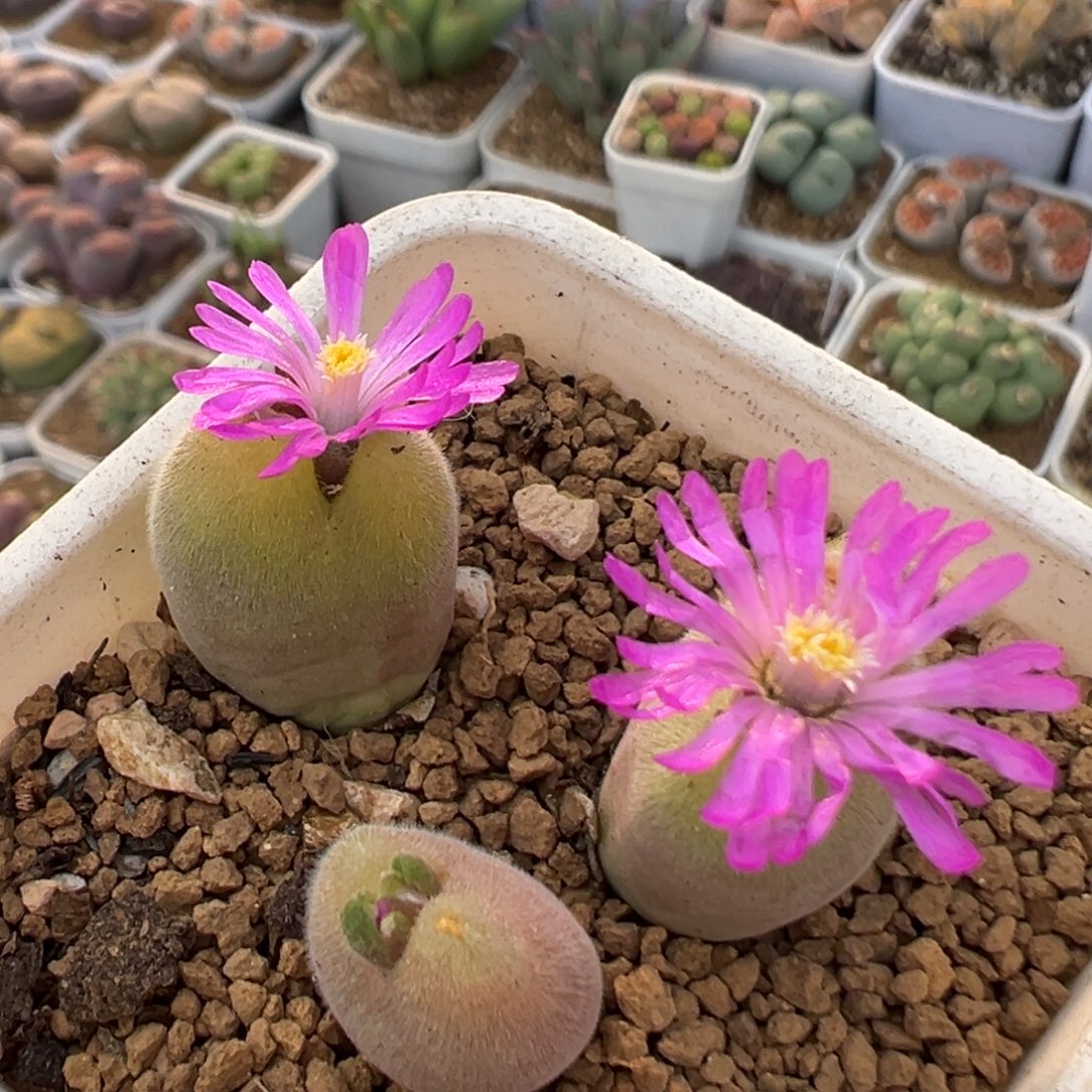 127多肉植物百科植物