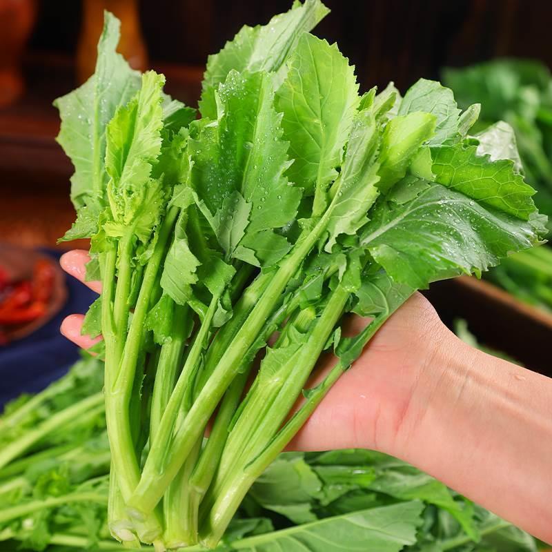 《顺丰包邮》湖南农家露天种植富硒新鲜油菜苔现摘现发时令蔬菜