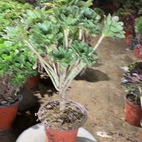 原始绿多肉植物法师65