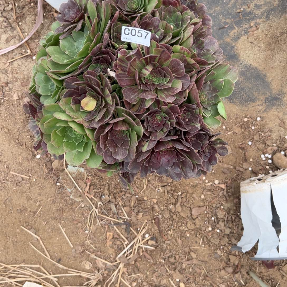 057花月夜多肉植物法师多肉