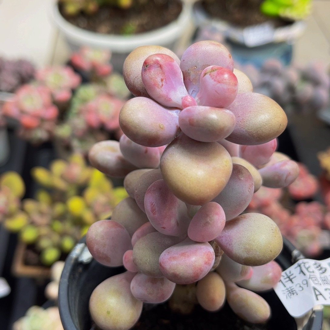 322/8cm腰子桃蛋树多肉植物