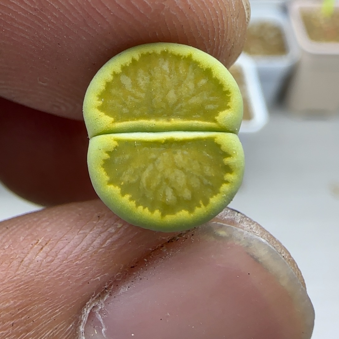 314 生石花大棚直播