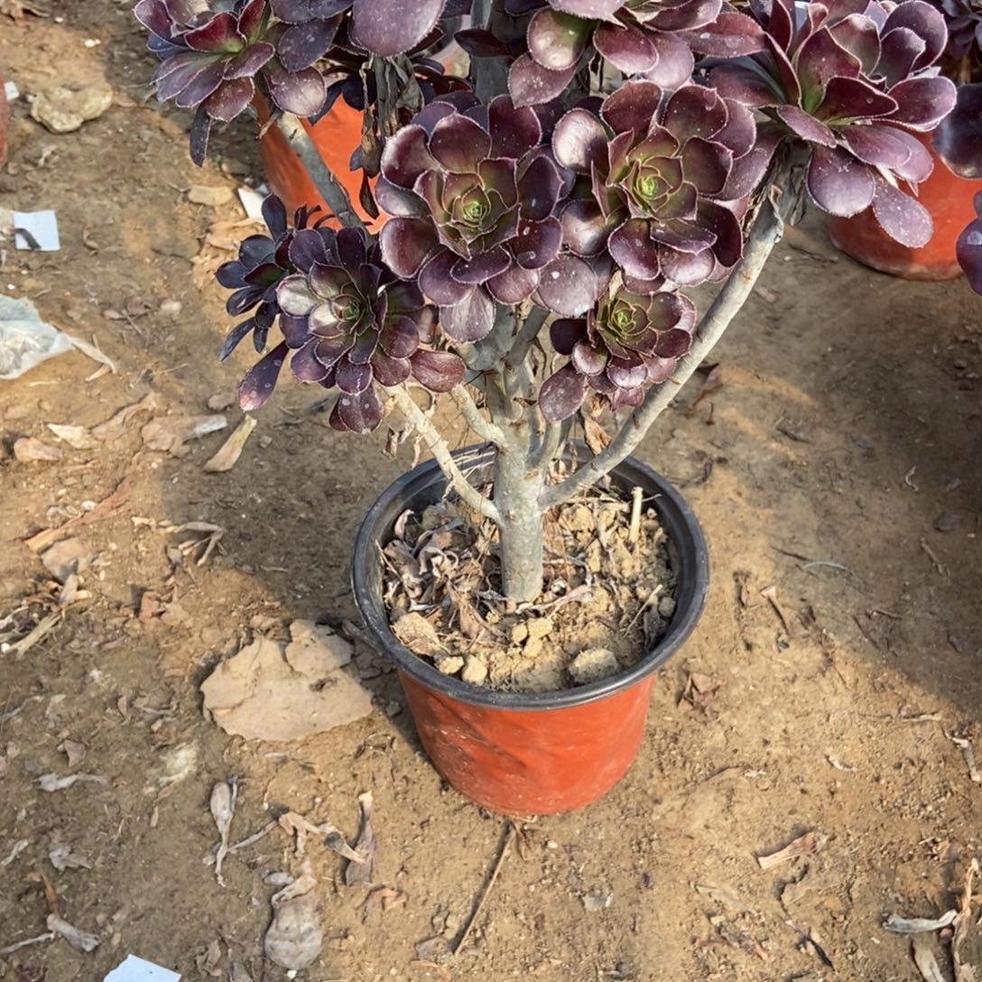 喵***1无花朵37号链接原液黑法师