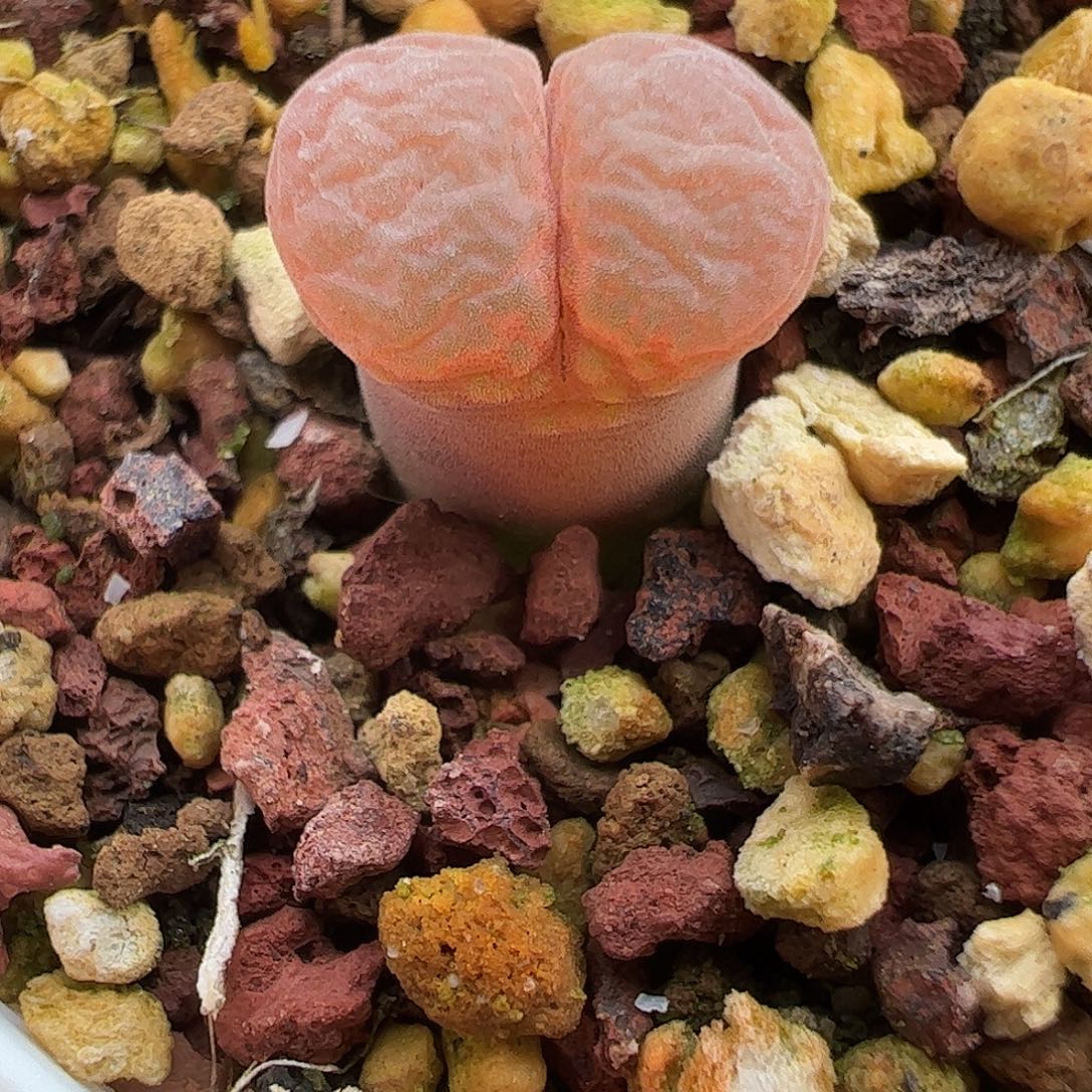 一物一拍脱土发。 日大红 20