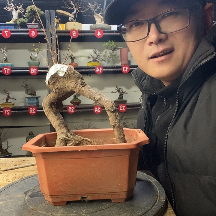 玩***弓无花朵小叶榔榆过桥