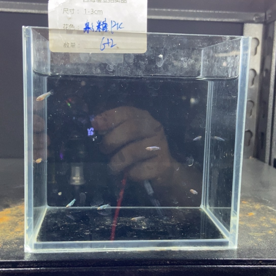 斗鱼包活不包损所见即所得124