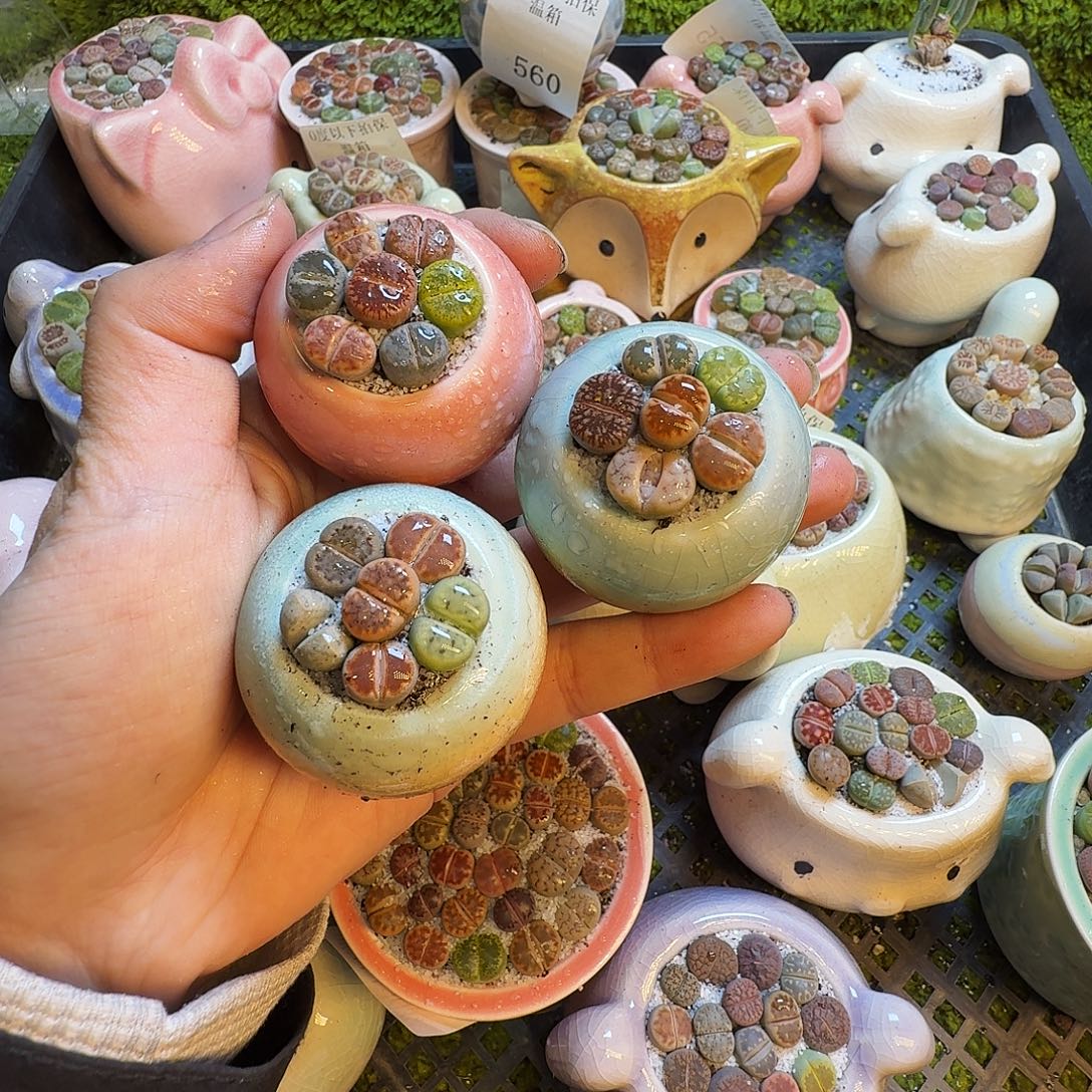 多肉植物的生长发育563