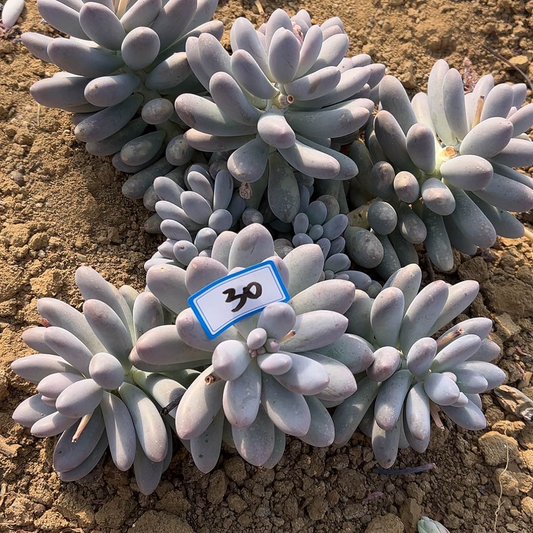 ****宝30汤圆一物一拍多肉