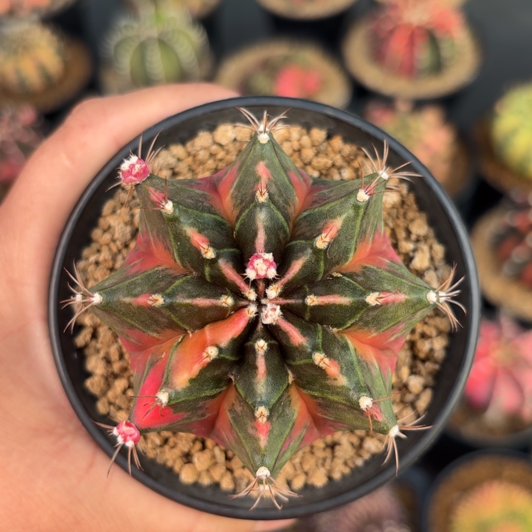 泰系米哈实生微瑕福利103