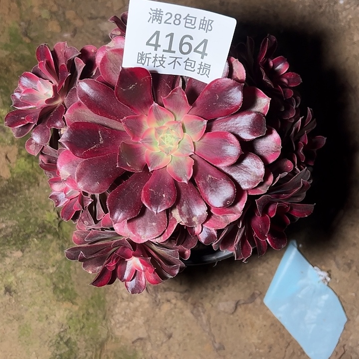 4164美杜莎多肉植物