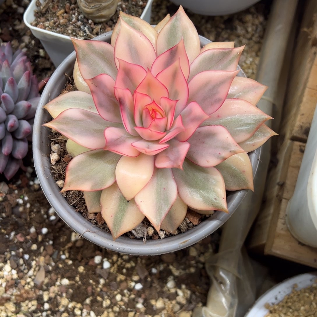 火莲锦 单头 夏鸣园艺