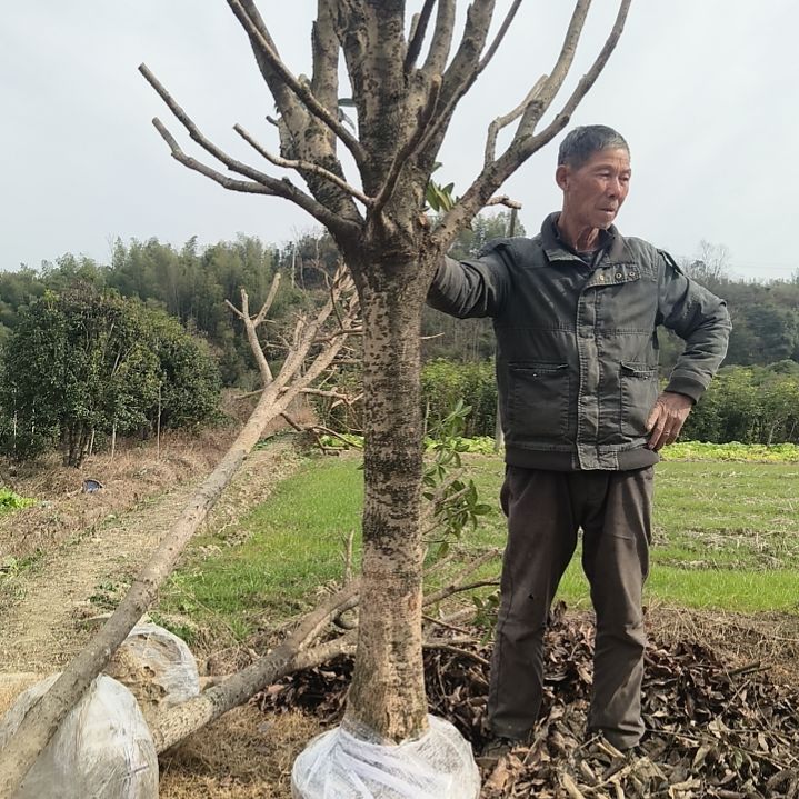 完全开放精品桂花一物一拍
